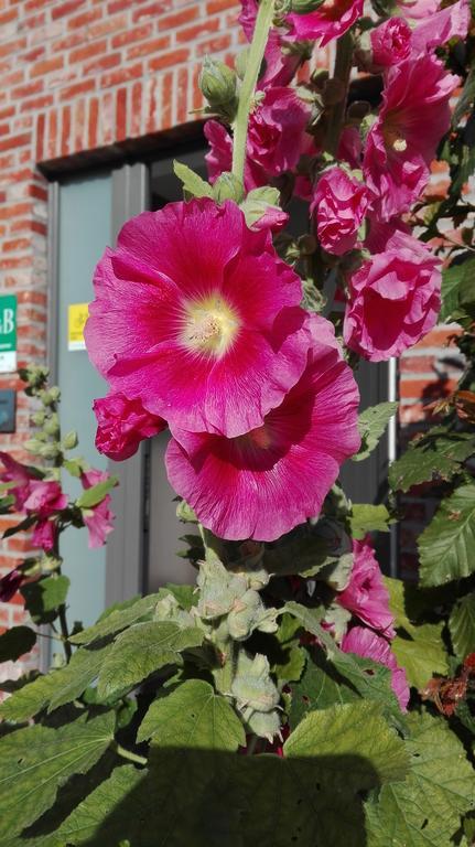 B&B De Grote Plaats 霍赫斯特拉滕 外观 照片